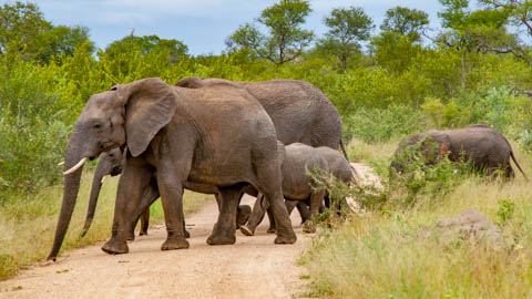 Porcupine Ridge Guest House - Kruger National Park