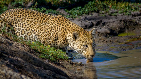 Porcupine Ridge Guest House - Kruger National Park